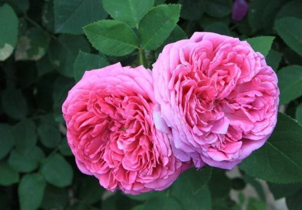 گل محمدی تازه چین  مناسب مصرف خانگی و گیاهی